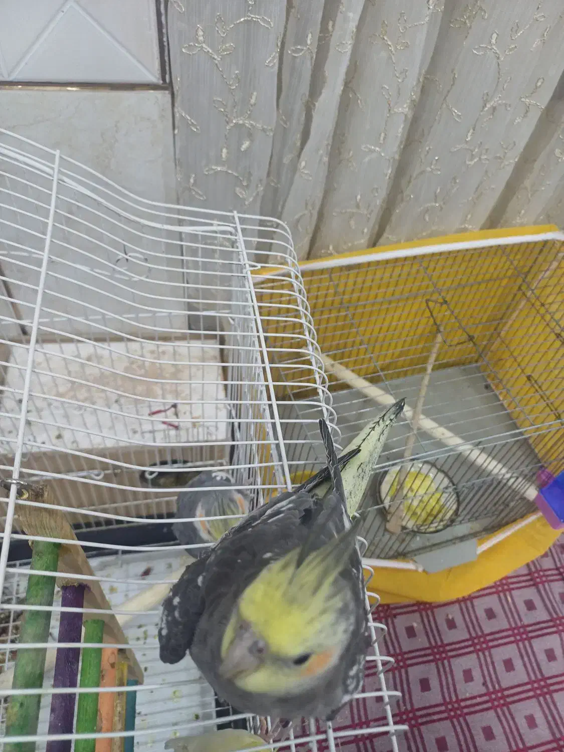 عروس هلندی|پرنده|مبارکه, |دیوار