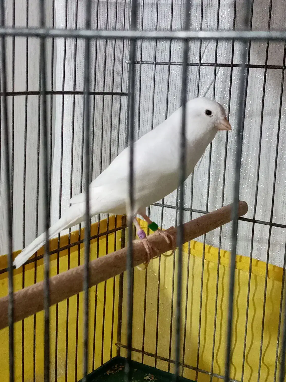 قناری.|پرنده|محمدشهر, عباس آباد|دیوار