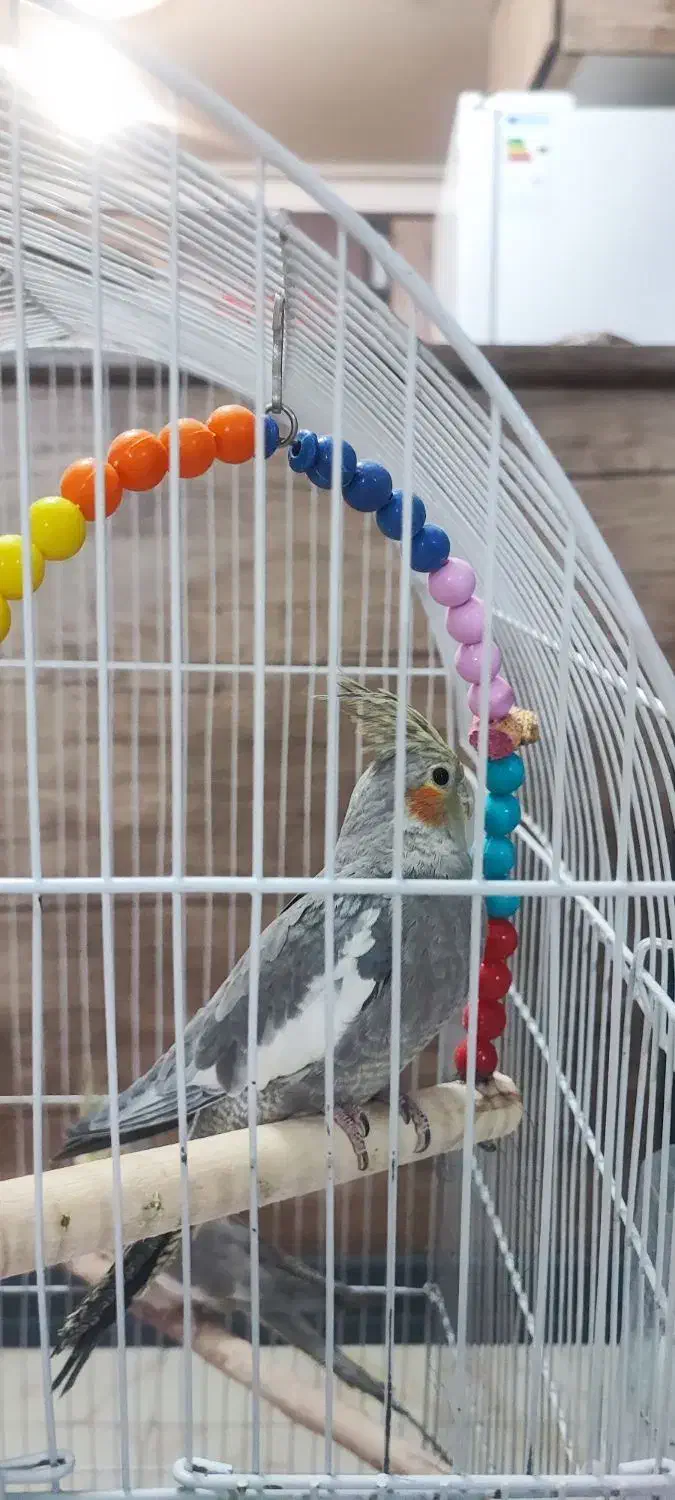 سه عروس هلندی ( ۱خواهر و ۲ برادر)+ قفس شیک و بزرگ|پرنده|قم, بکایی|دیوار