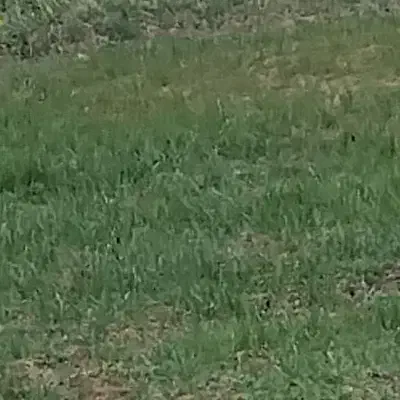 بذرگندم فروشی|عمده‌فروشی|الیگودرز, |دیوار