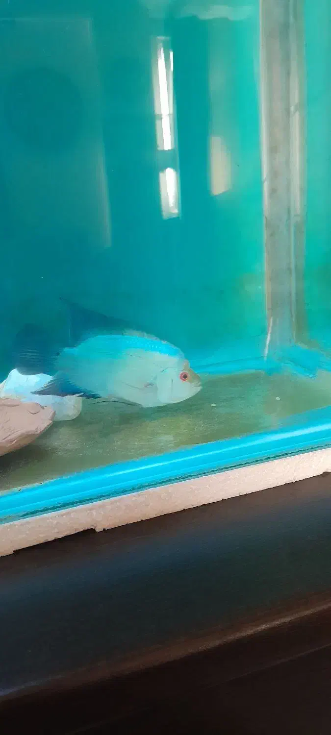 ماهی فلاور|ماهی|تهران, کیانشهر|دیوار