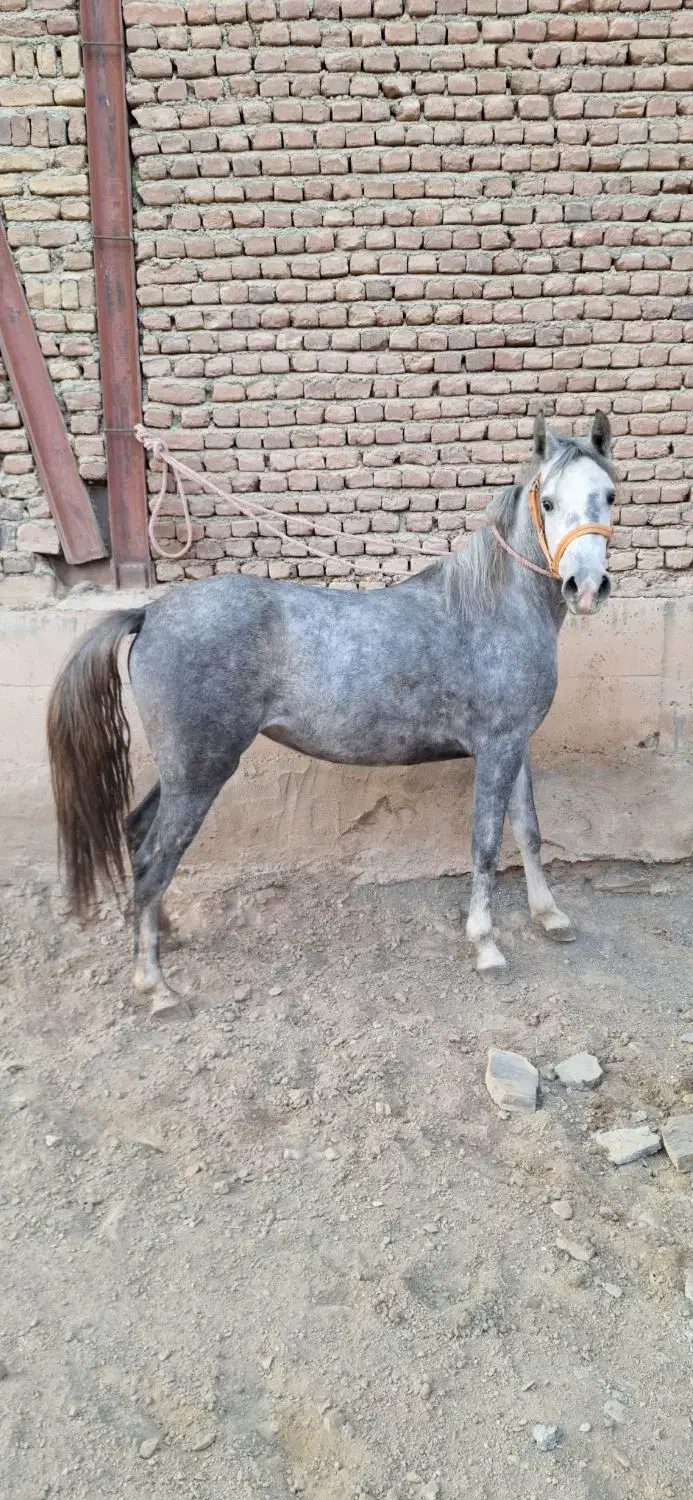 مادیان کُرد|اسب و تجهیزات اسب‌سواری|کلاترزان, |دیوار