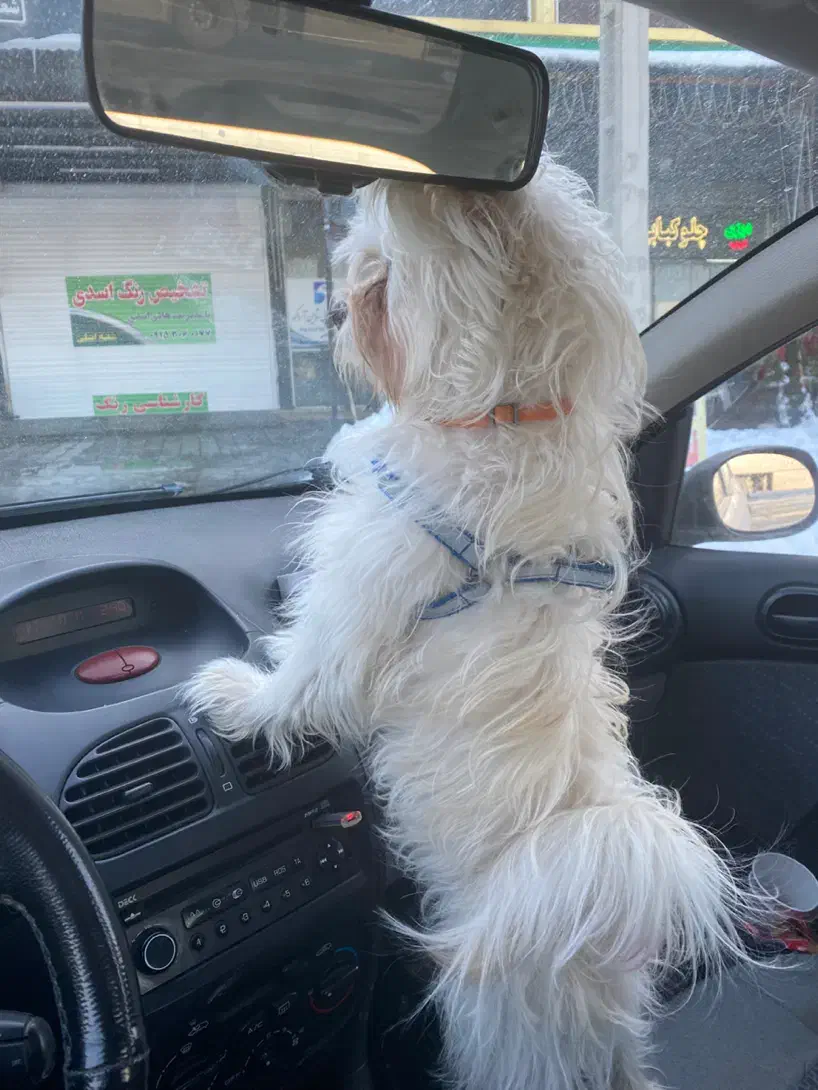 سگ‌شیتزو مالتیز|حیوانات|مشهد, بهاران|دیوار