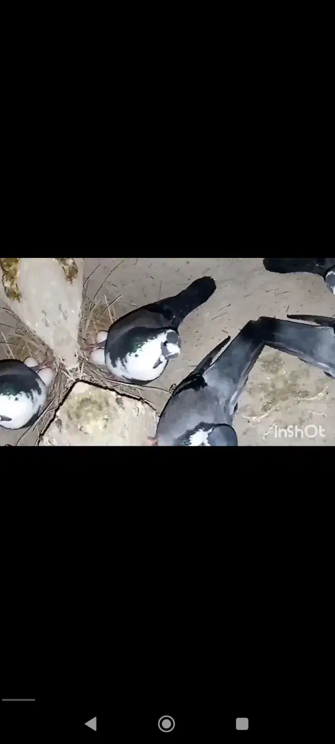 کبوتر|پرنده|هیرمند, |دیوار