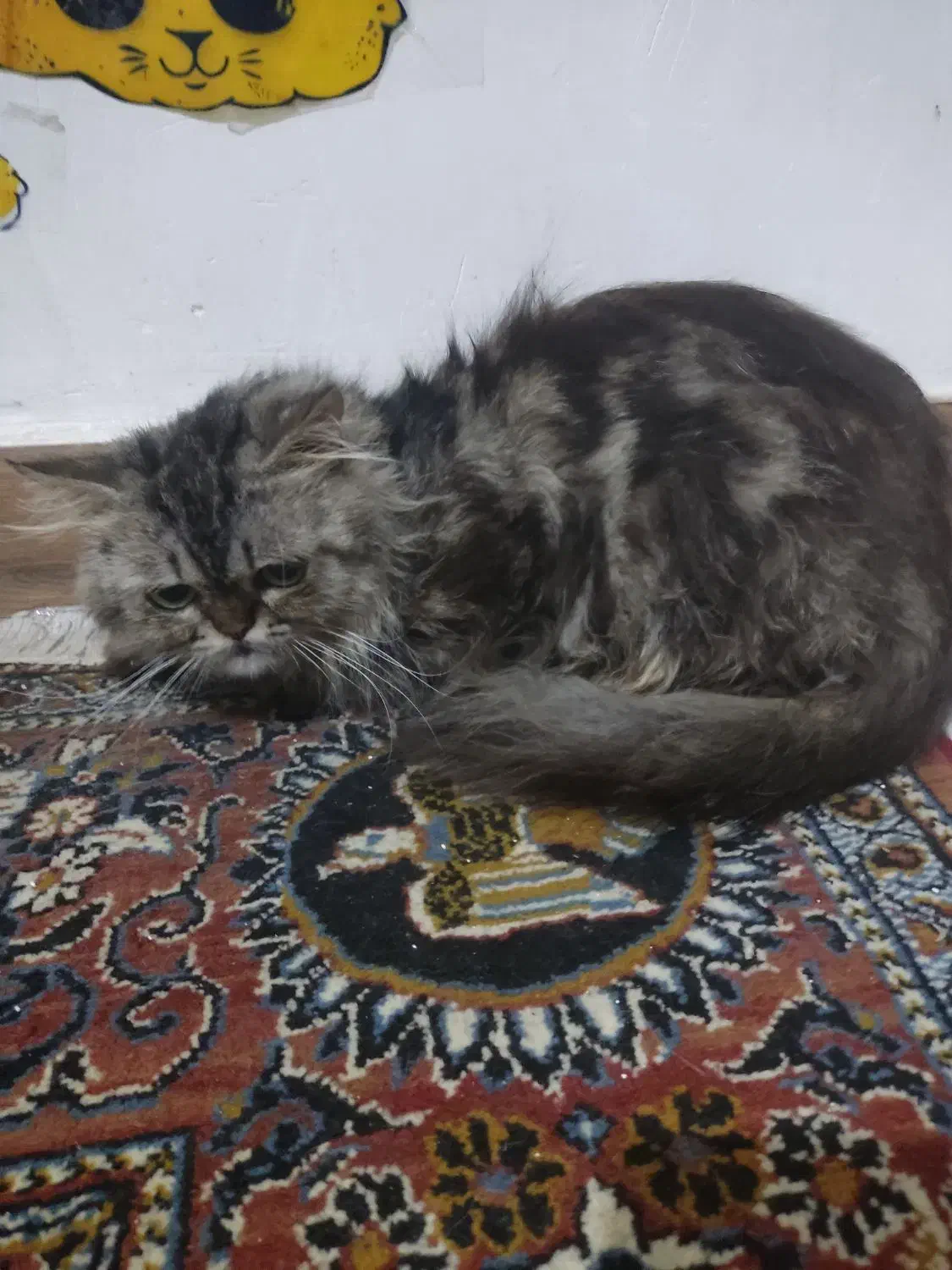 پرشین|گربه|لاهیجان, کوی خزر|دیوار