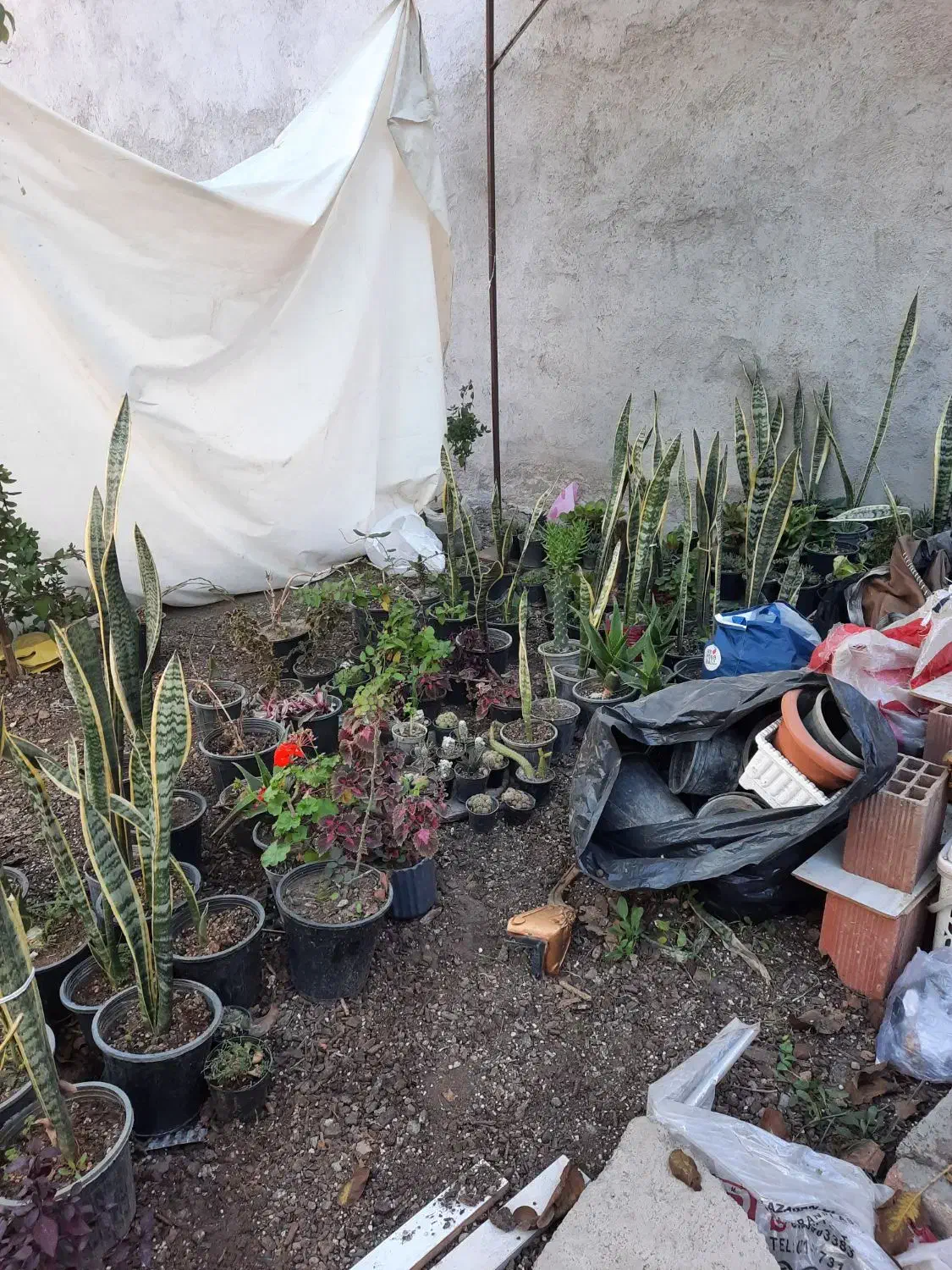 گل آپارتمانی|گل و گیاه طبیعی|اردبیل, |دیوار