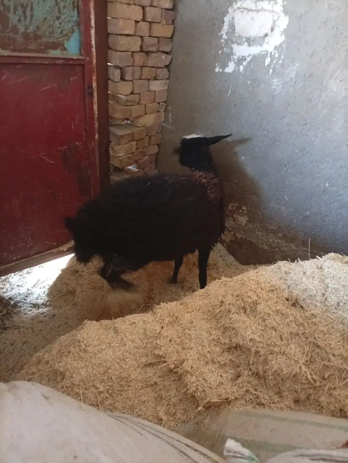 میش زاویه|حیوانات مزرعه|زاویه, |دیوار