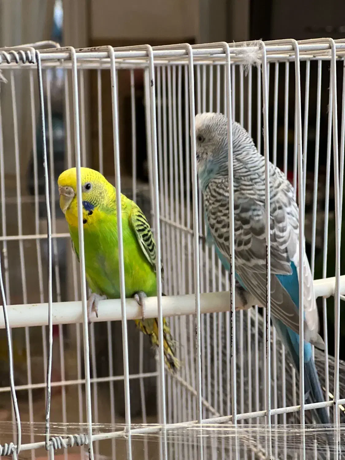 مرغ عشق سالم و جوان|پرنده|مشهد, شفا|دیوار