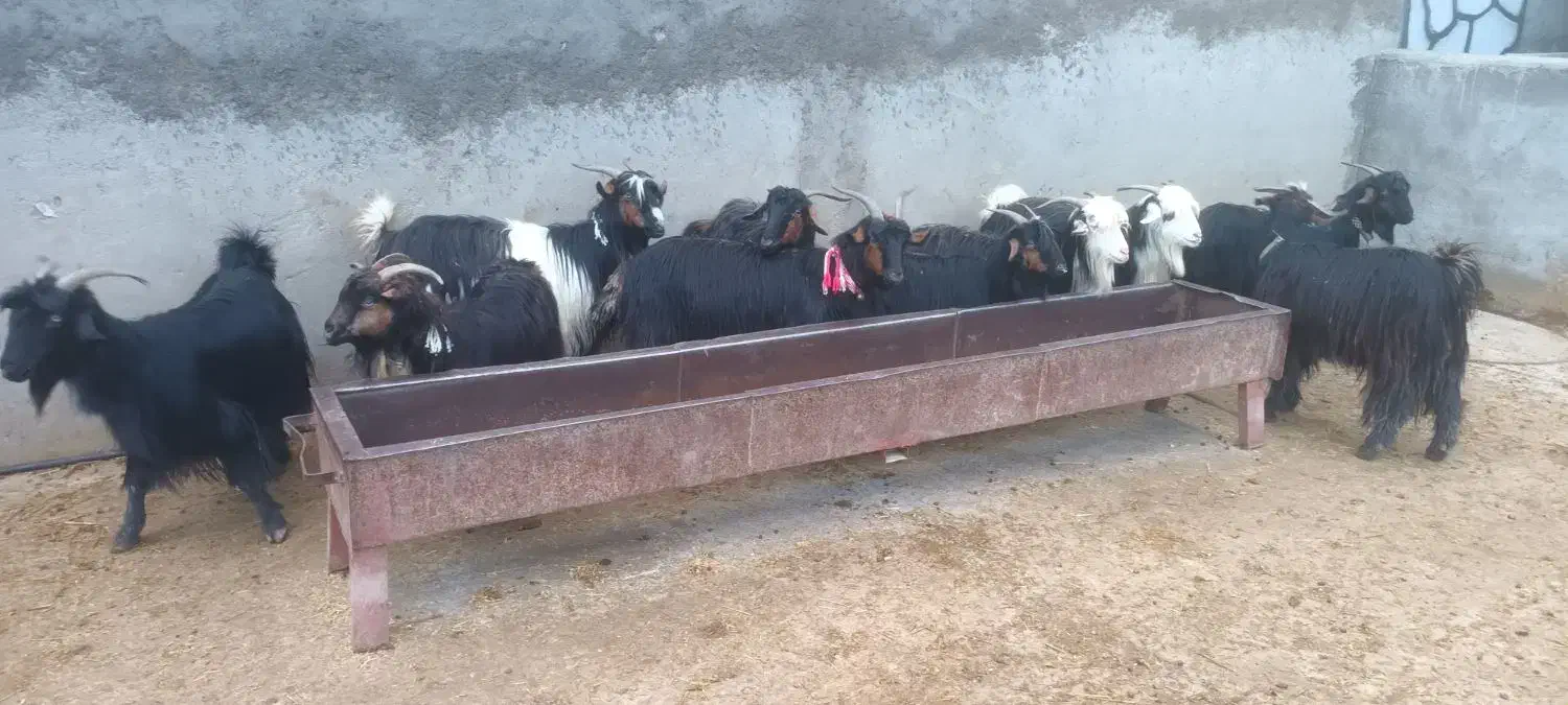 تیبز|حیوانات مزرعه|ایذه, |دیوار