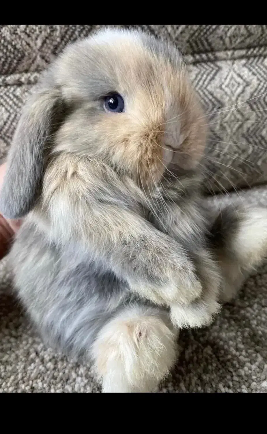 خرگوش لوپ مینیاتوری|موش و خرگوش|مشهد, فلسطین|دیوار