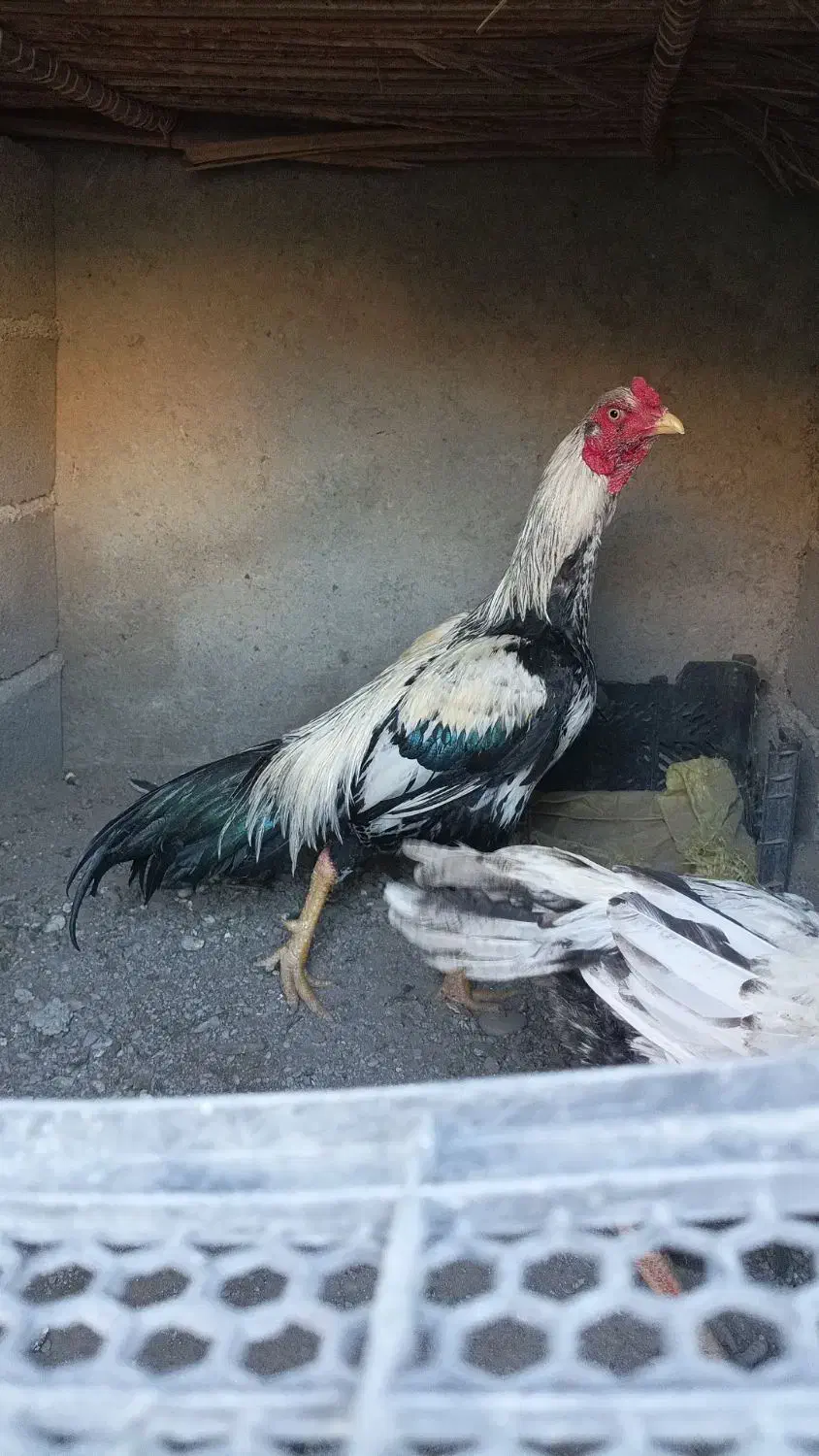 خروس نیکشهر|حیوانات مزرعه|قصرقند, |دیوار