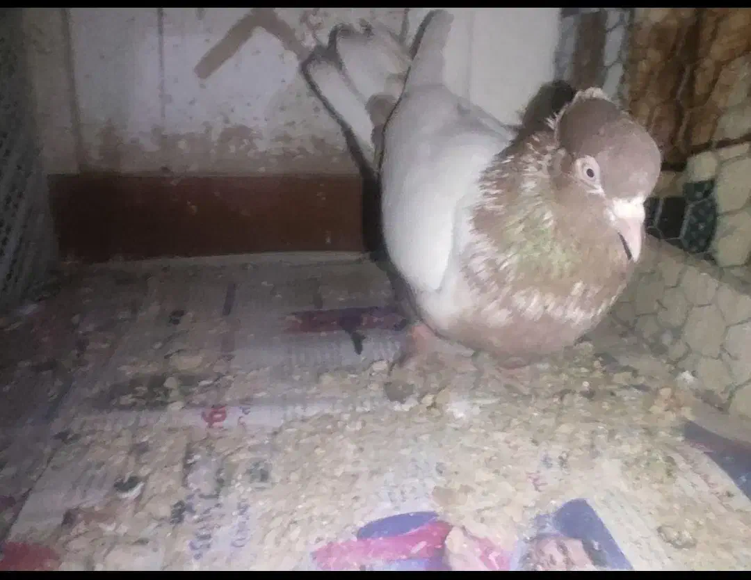 کبوتر پرشی|پرنده|فولادشهر, B5|دیوار