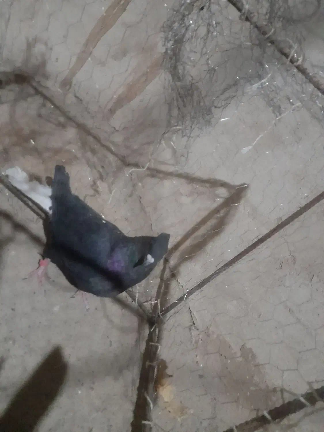 جفت کفتر|پرنده|سرایان, |دیوار