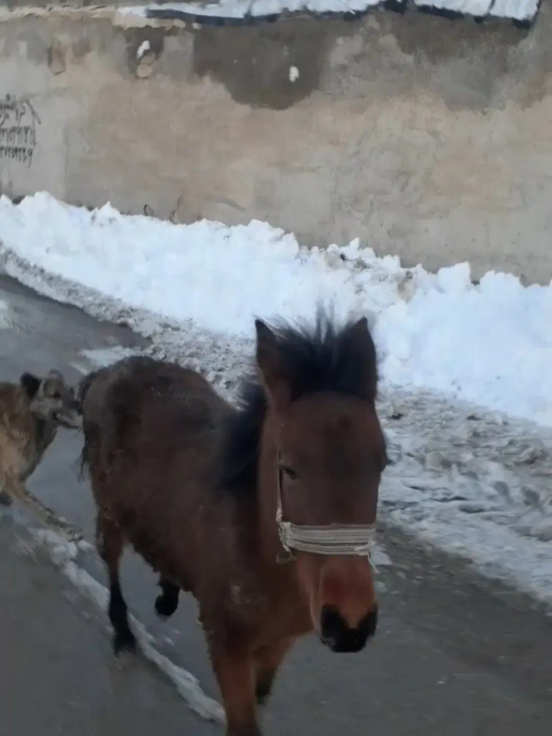 فروش اسب|اسب و تجهیزات اسب‌سواری|اردبیل, |دیوار