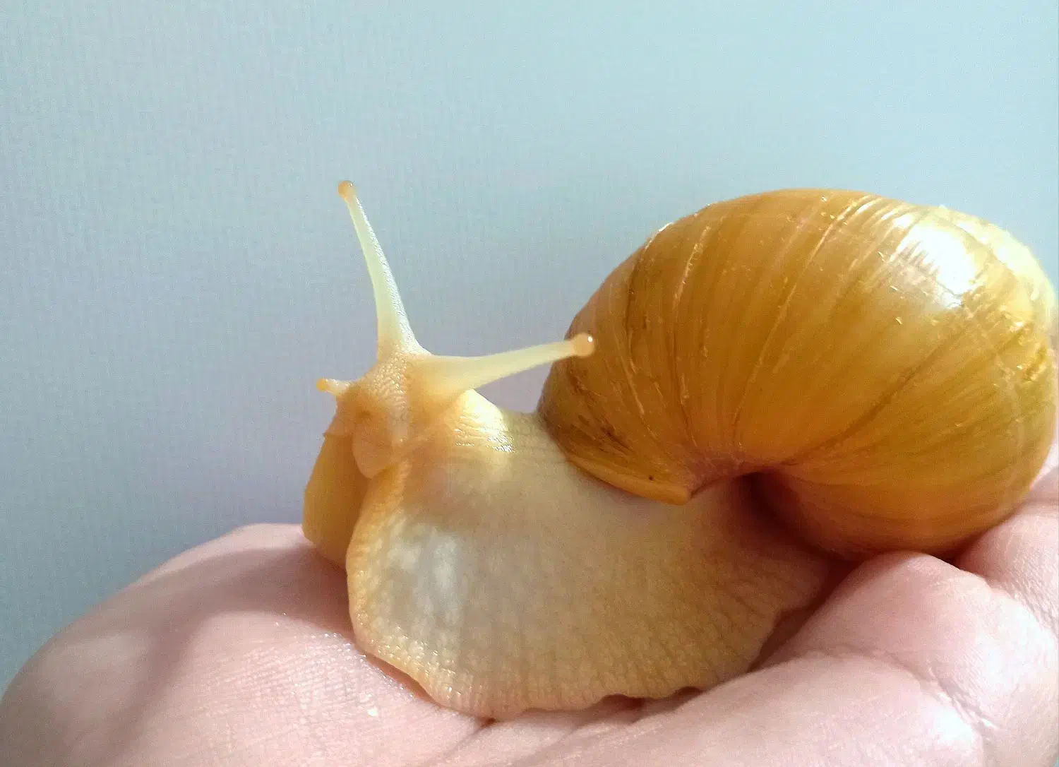 حلزون|خزنده|اسلامشهر, مسکن مهر اسلاشهر (شهرک امام خمینی)|دیوار