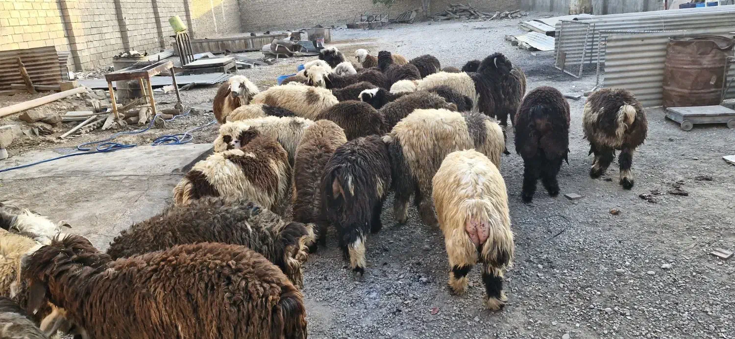 فروش تعدادی بره نر|حیوانات مزرعه|اهواز, کوی آغاجاری|دیوار