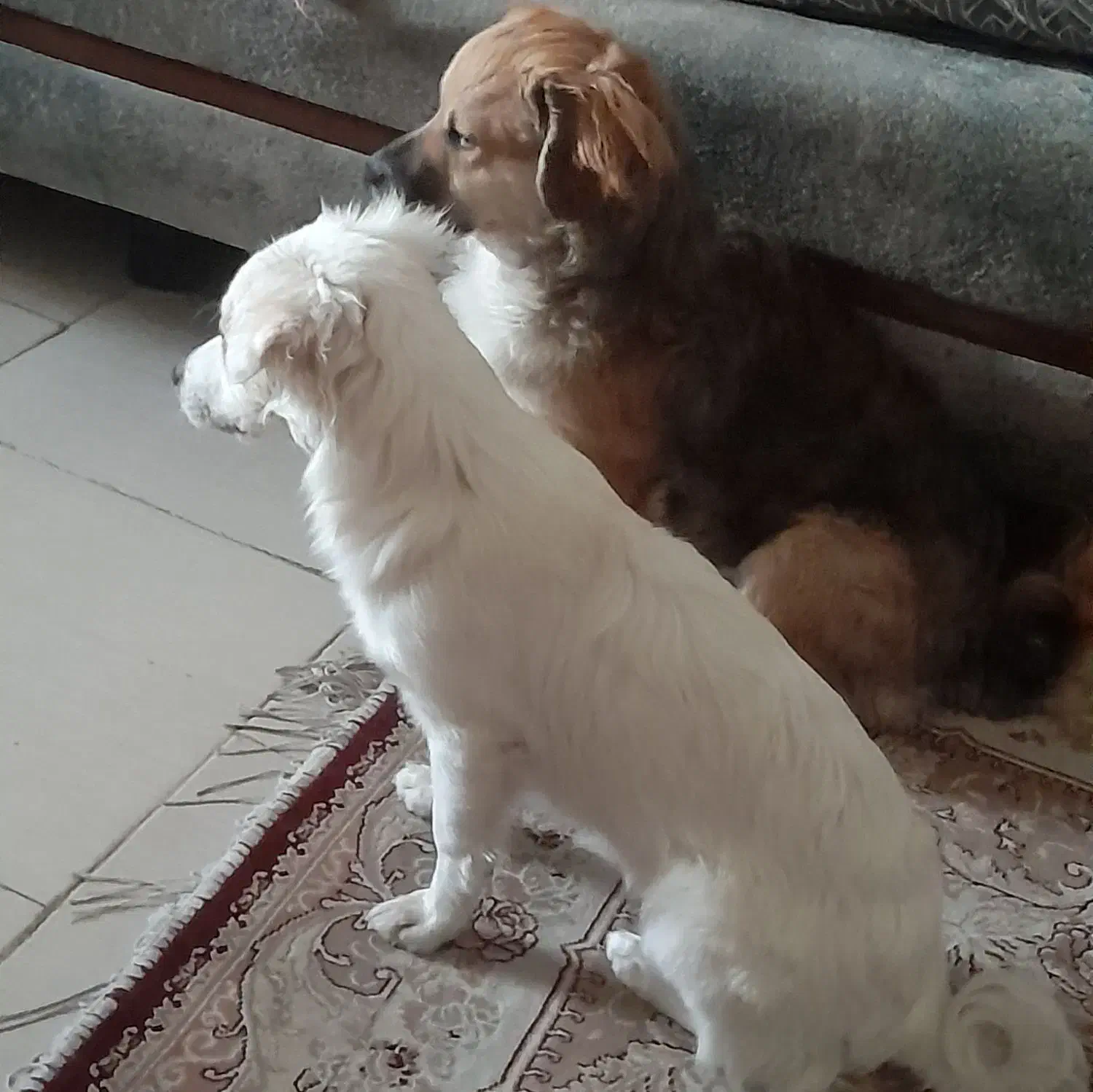 واگذاری دو سگ نرو ماده اشپیتز|سگ|قدس, شهر‌قدس|دیوار