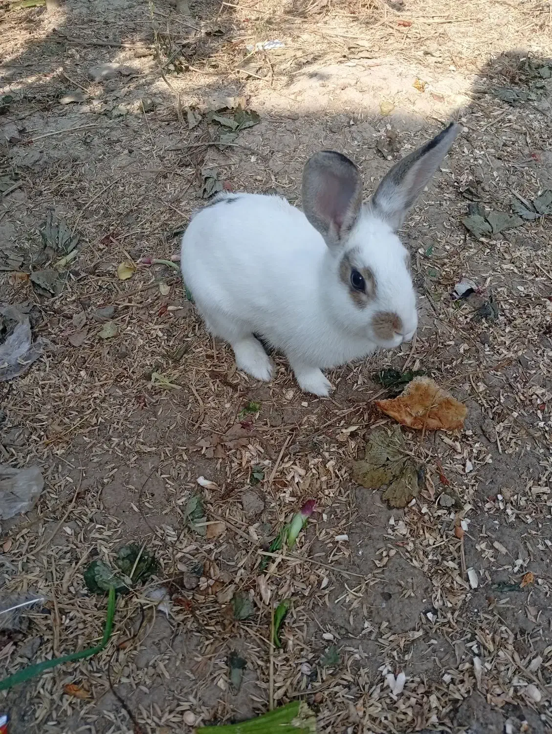 فروش فوری خرگوش|موش و خرگوش|خان ببین, |دیوار