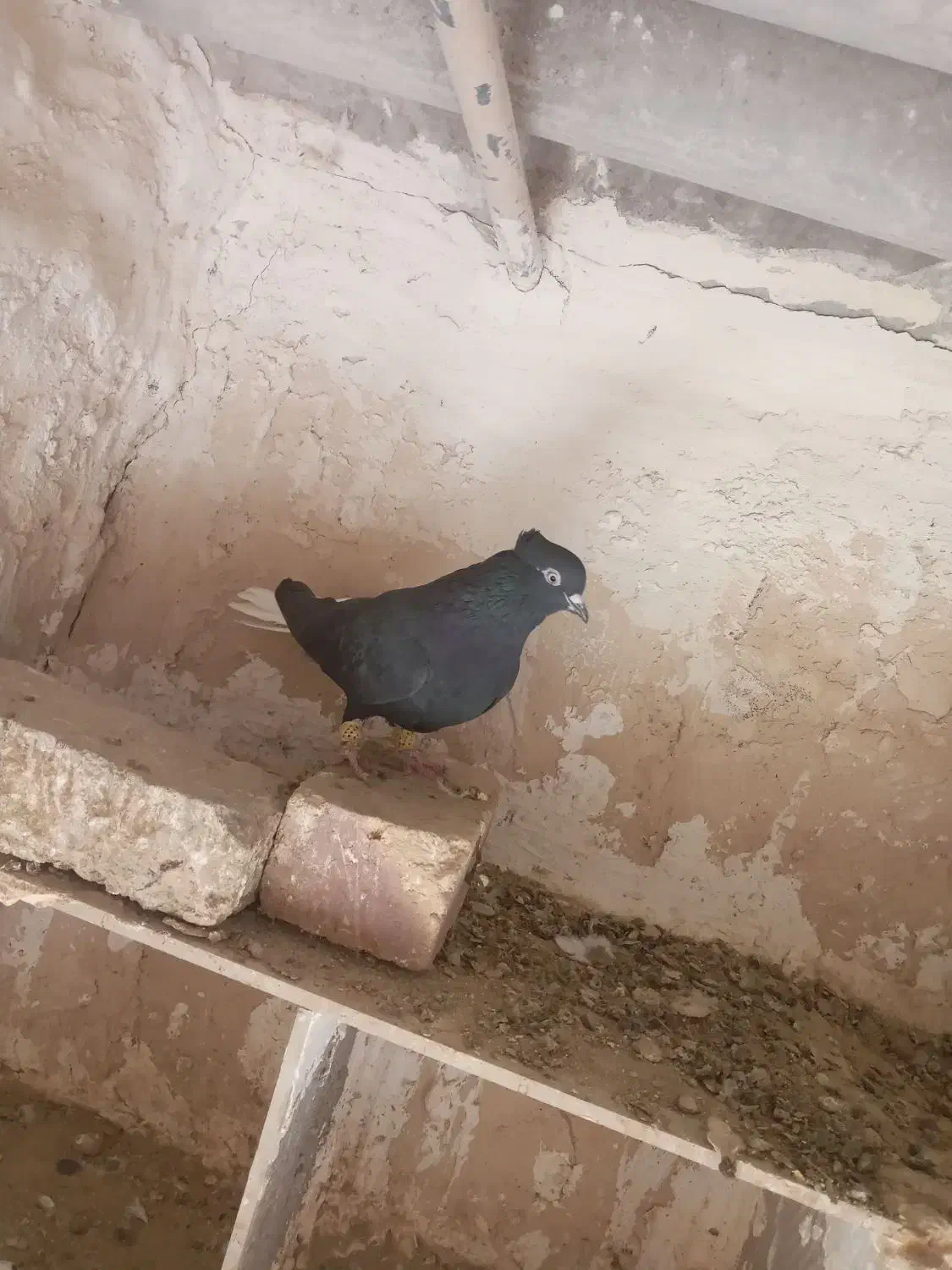 کبوتر پرنده|پرنده|دشتابی, |دیوار