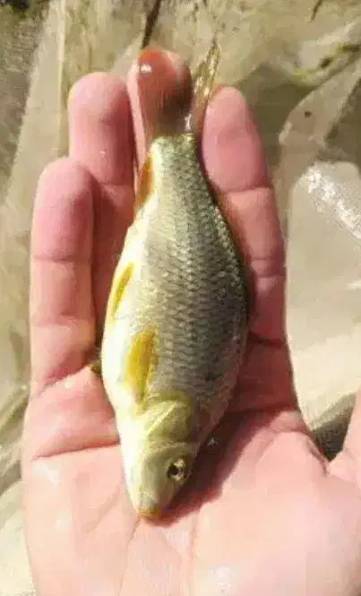 طعمه کپور در تعداد کم فقط ۵۰۰۰ تومان از فلاورجان|ماهی|اصفهان, وحید|دیوار