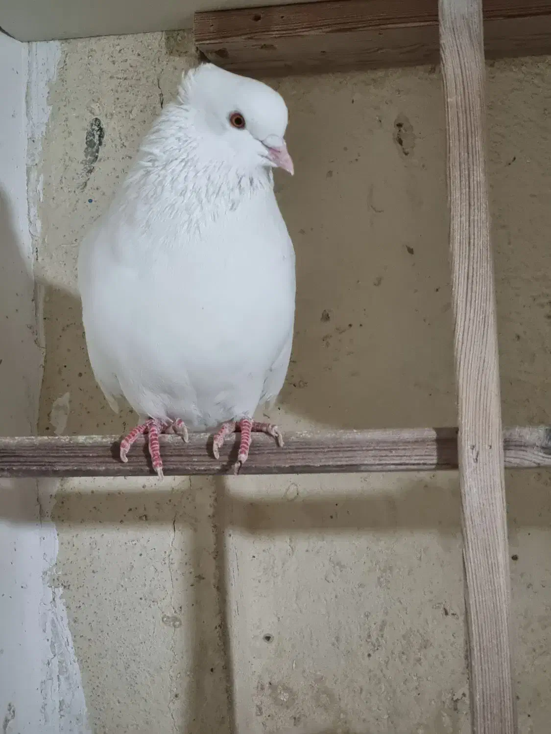 سه تا کبوتر نر گردن کلفت|پرنده|ری, ملک‌آباد|دیوار