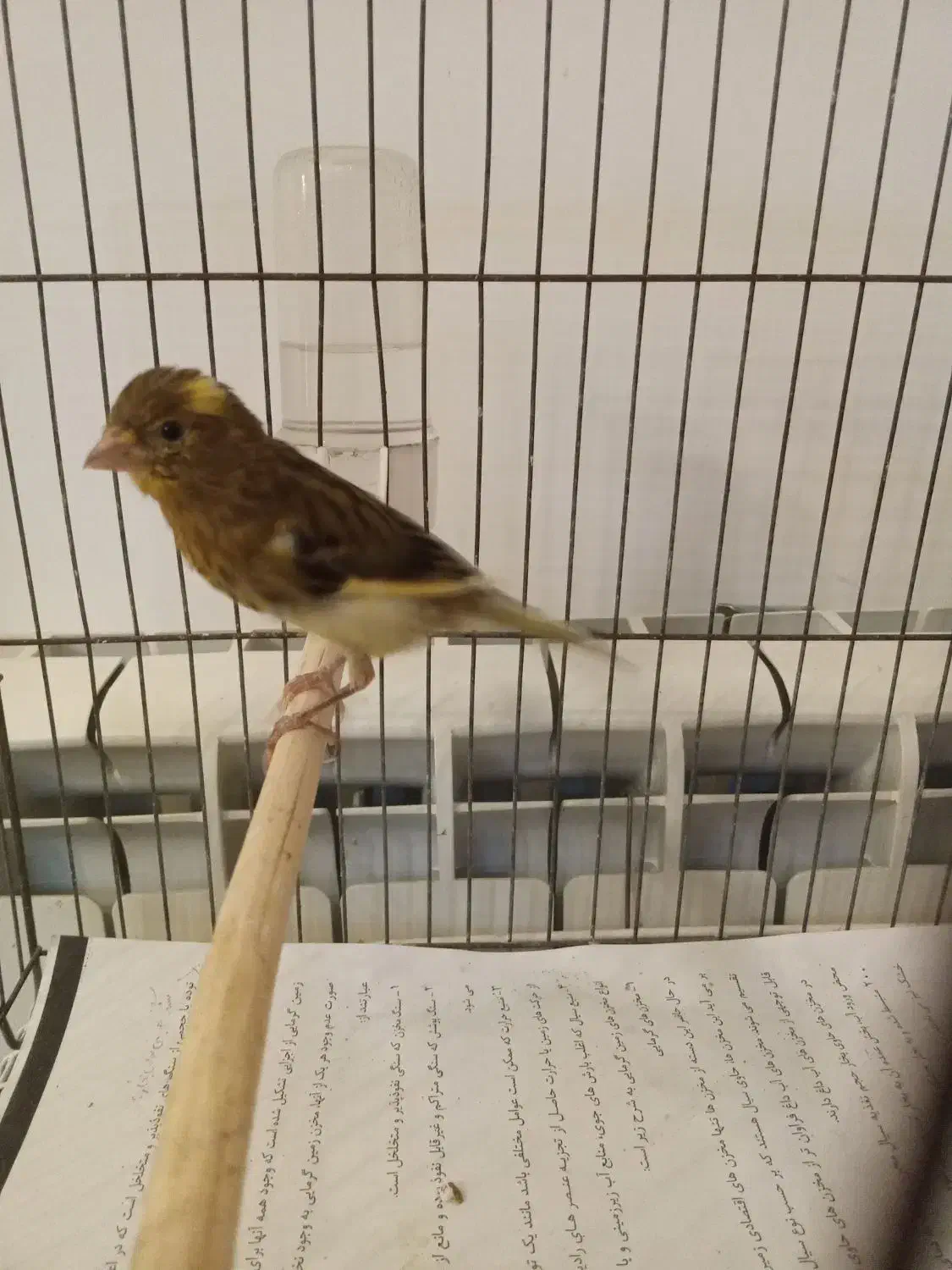 قناری نر|پرنده|رشت, سعدی (تختی)|دیوار