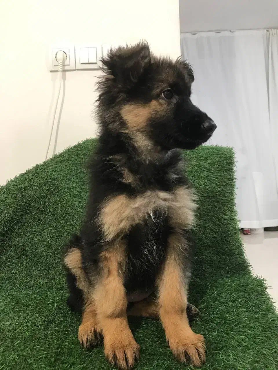 توله ژرمن شپرد شولاین به صورت چکی|سگ|گلپایگان, |دیوار