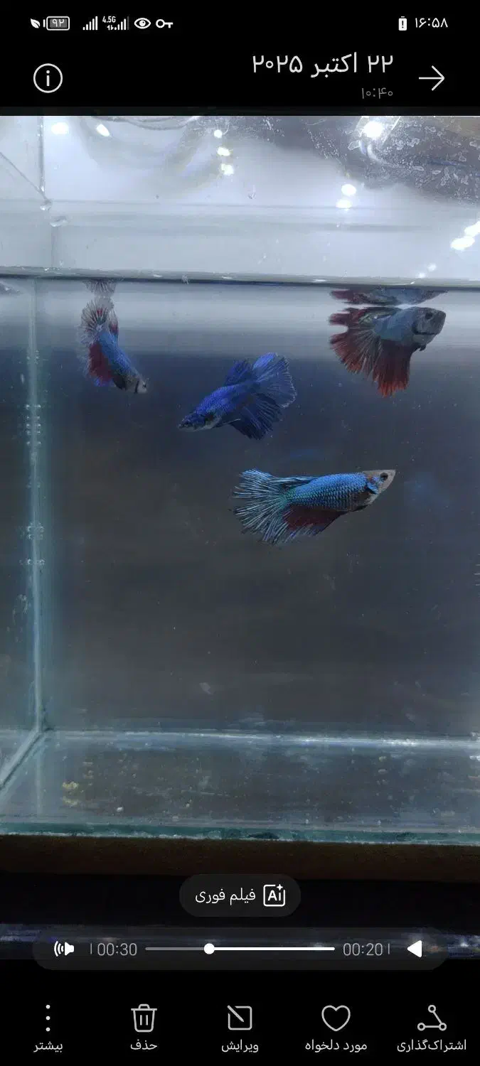 فروش پک های 5 عددی فایتر ماده|ماهی|شیراز, شهرک بهار|دیوار