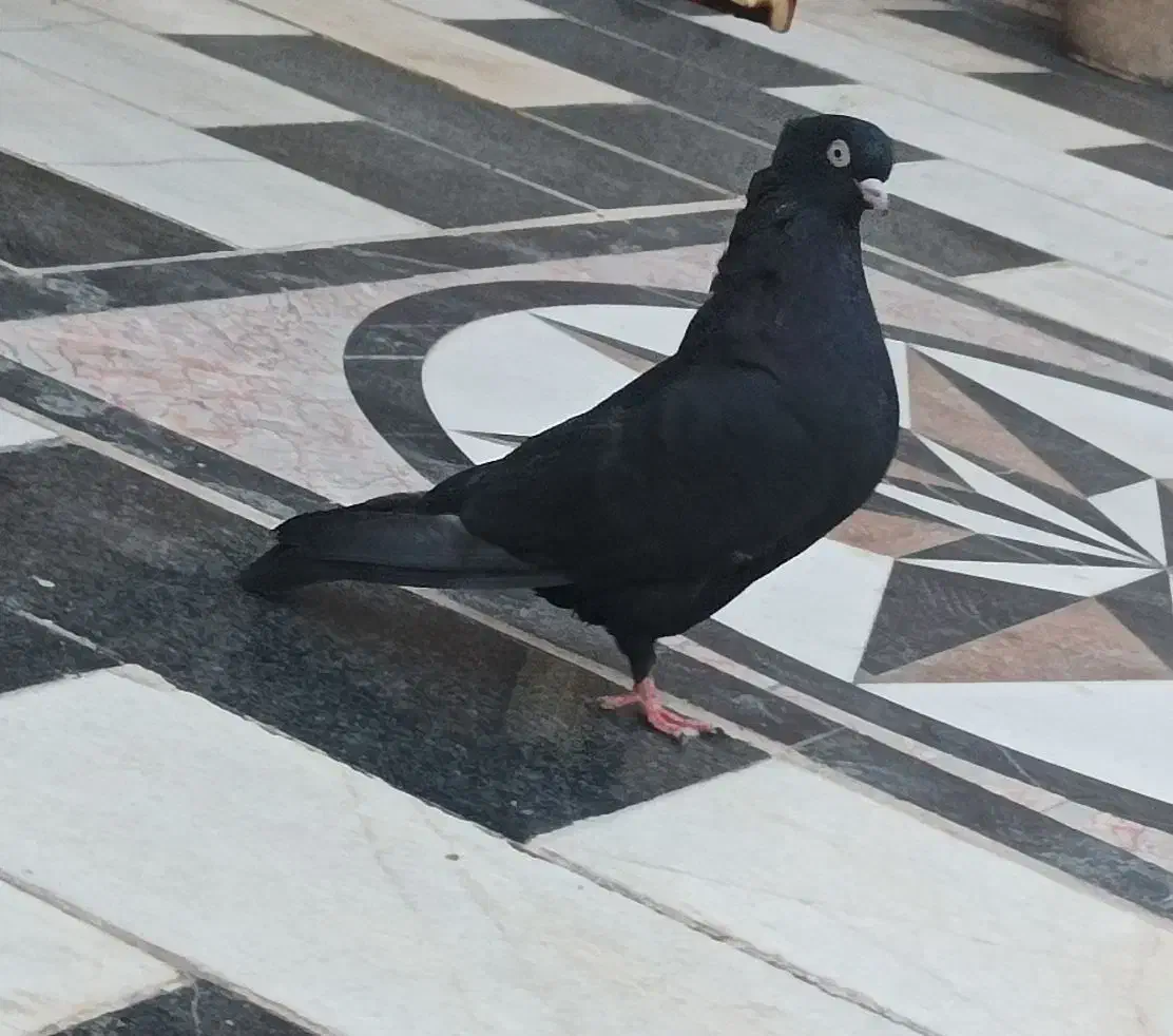 زاغ ابادانی|پرنده|سیرجان, |دیوار