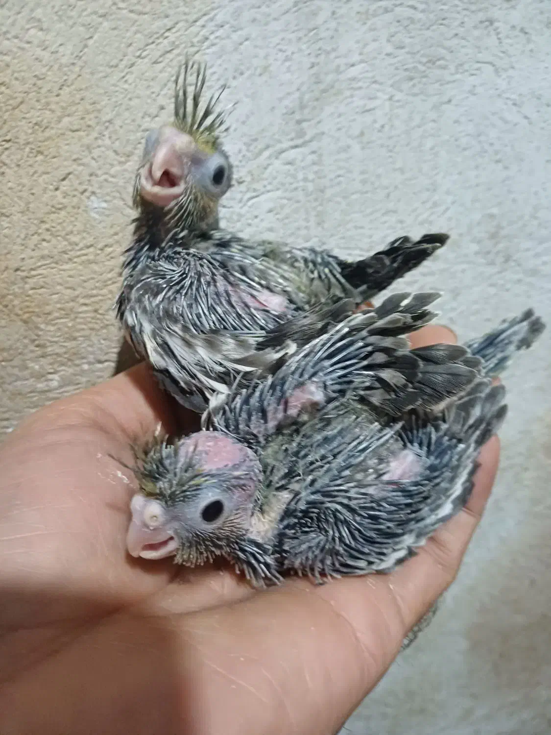 جوجه سرلاکی عروس هلندی سالم وسرحال|پرنده|گرگان, |دیوار