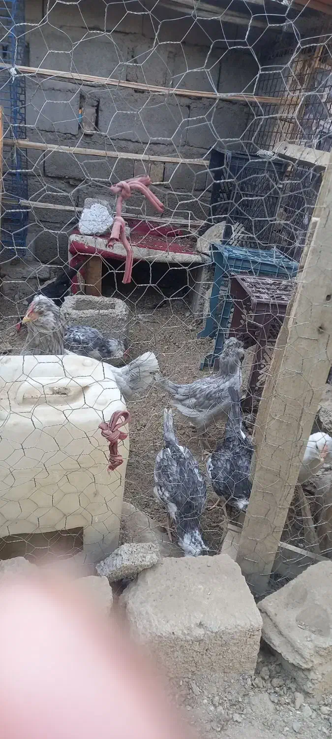 مرغ گلین طوسی با ۹عدد جوجه بزرگ|حیوانات مزرعه|عنبرآباد, |دیوار