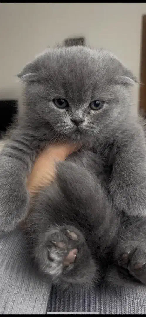 بچه گربه اسکاتیش فولد|گربه|بندرعباس, |دیوار