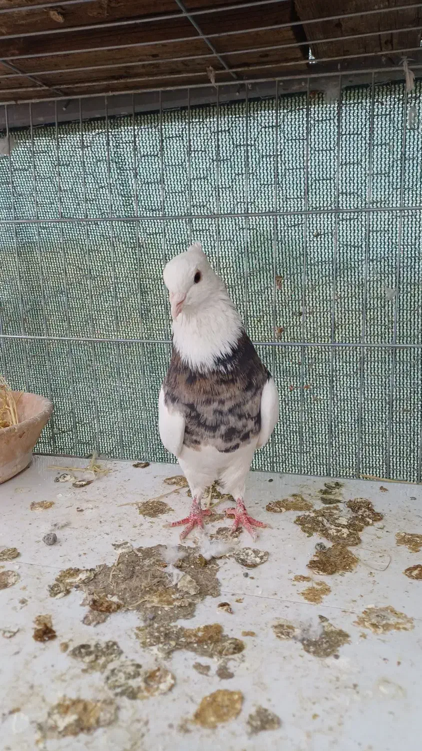 طوقی آجیلی|پرنده|مبارکه, |دیوار