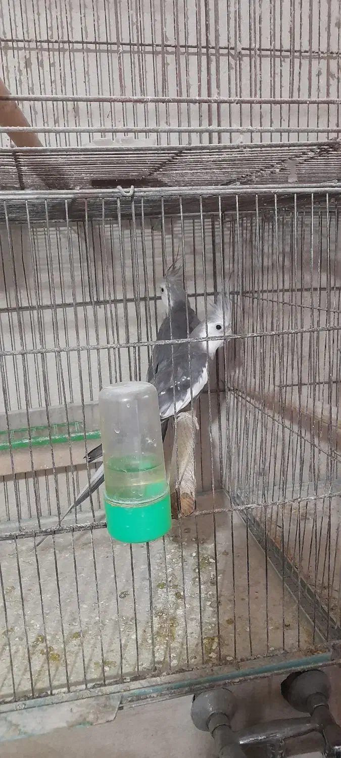 عروس هلندی وایت نر|پرنده|طاهرگوراب, |دیوار