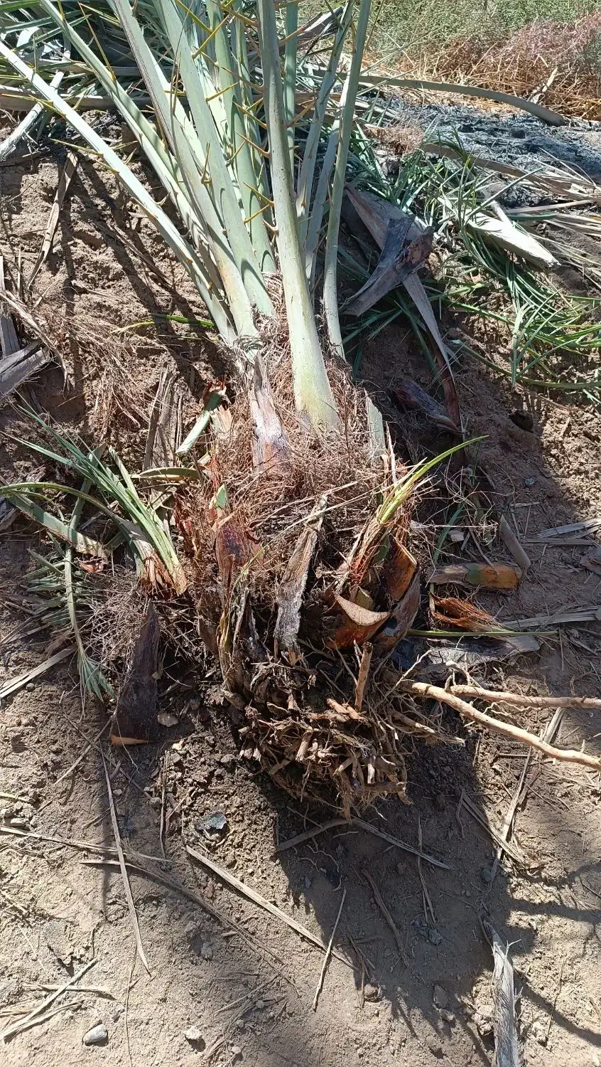 فروش پاجوش با تجربه|گل و گیاه طبیعی|شادگان, |دیوار