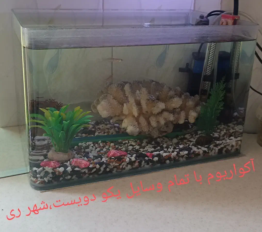 اکواریوم|لوازم جانبی حیوانات|ری, منصوریه منگل|دیوار