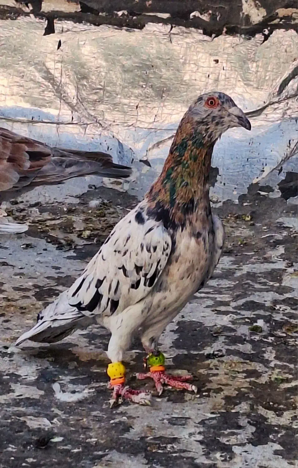 کبوتر هفرنگ|پرنده|قزوین, |دیوار