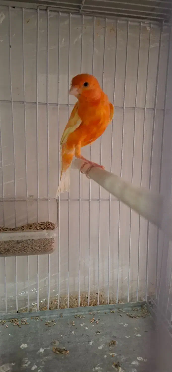 قناری|پرنده|فردیس, شهرک شهید حسینی|دیوار