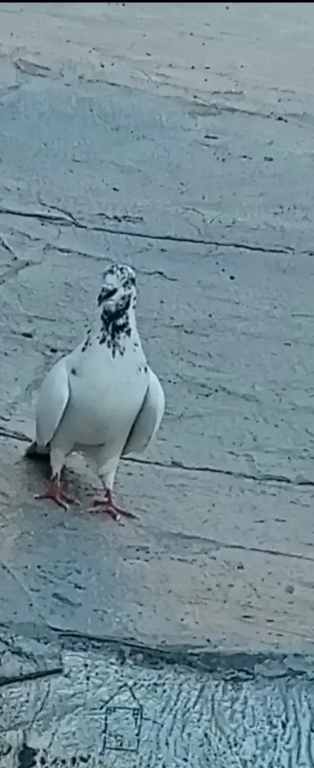 کبوتر|پرنده|نورآباد, |دیوار