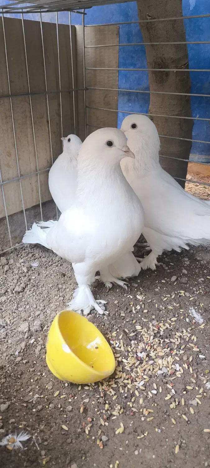 کبوتر وقفس|پرنده|حمیدیا, |دیوار