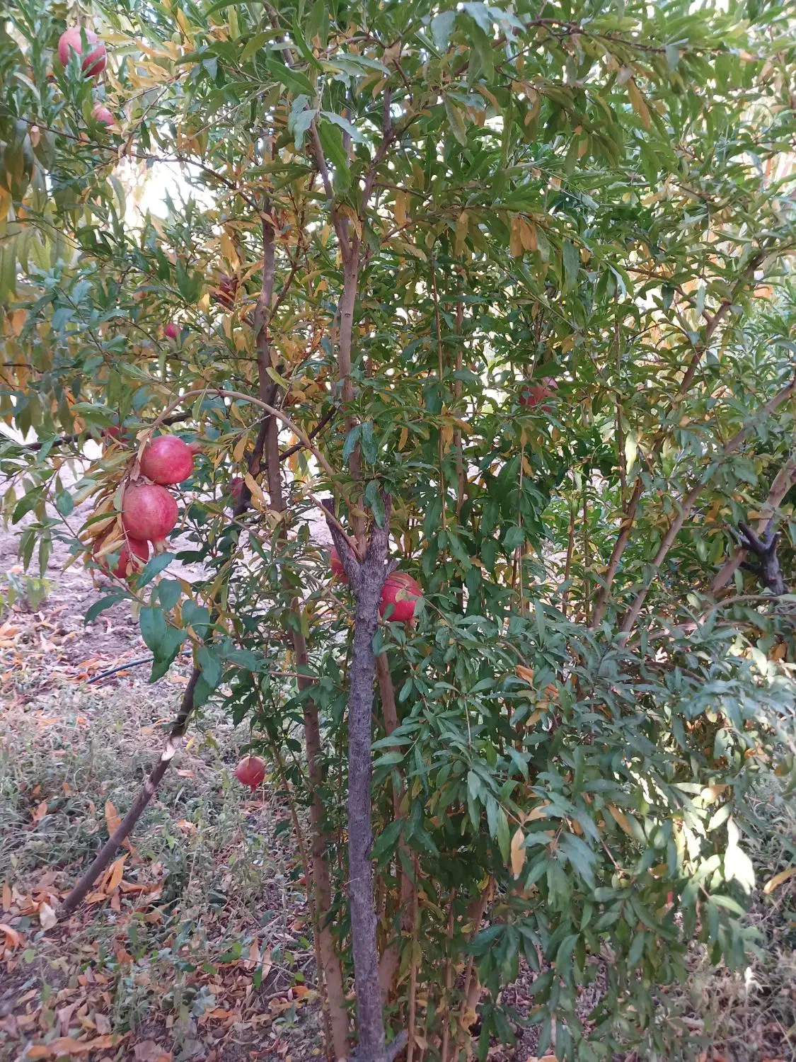 باغ و گلخانه|فروش دفتر صنعتی، کشاورزی، تجاری|سنندج, |دیوار