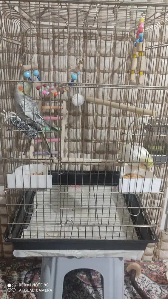 حیوانات|پرنده|ری, سیزده آبان|دیوار