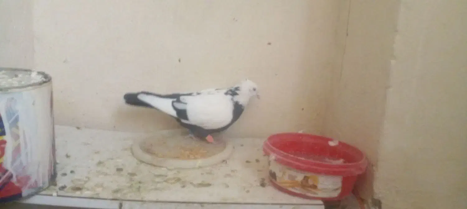 کفتر دم سیاه شلواری یادمبی|پرنده|قرچک, شهرک الحدید|دیوار