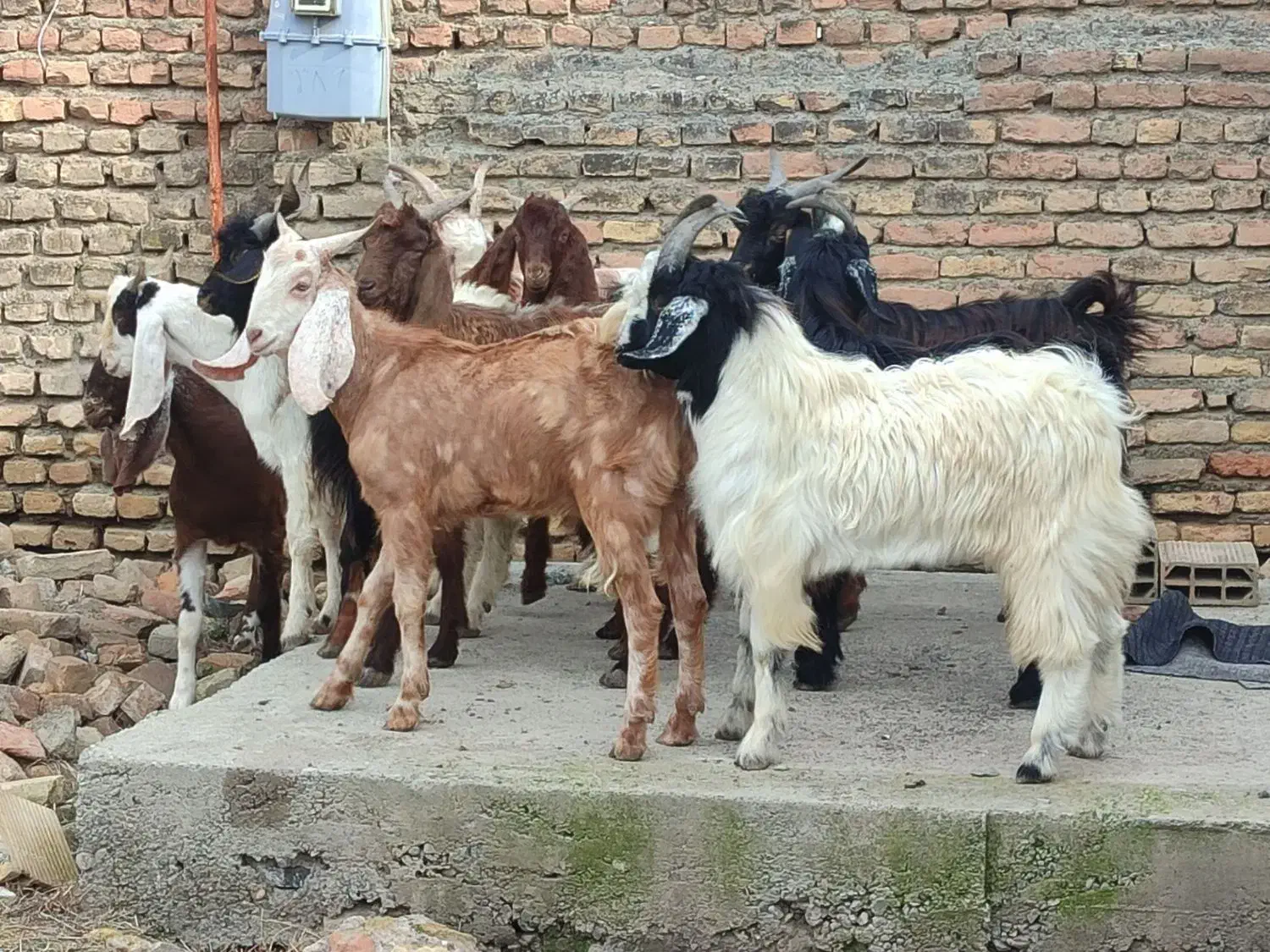 ۱۰ راس بزغاله چاق نر هم گوشتی هم داشتی|حیوانات مزرعه|آق قلا, |دیوار