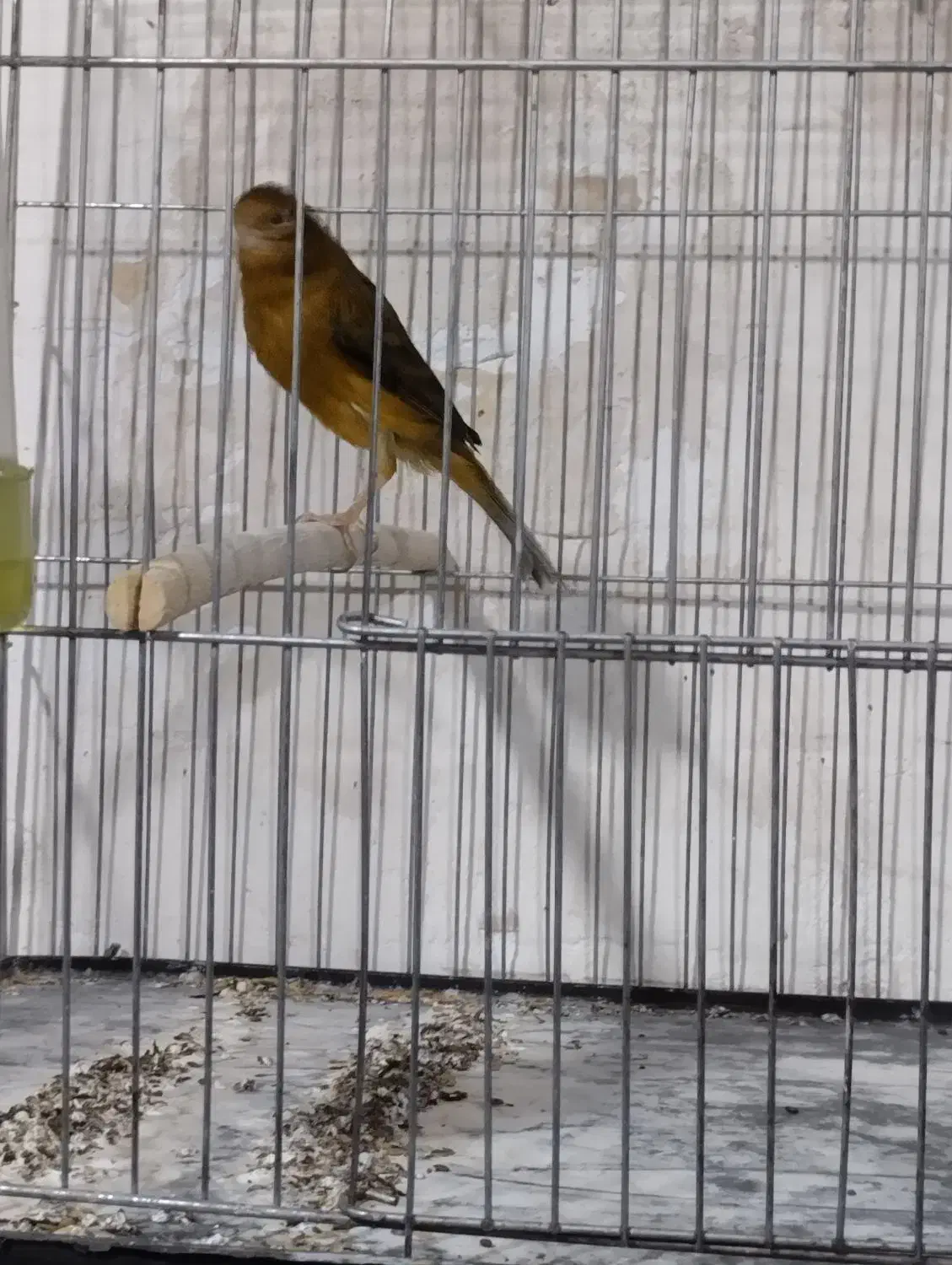 قناری  نر  با ماده|پرنده|بم, |دیوار