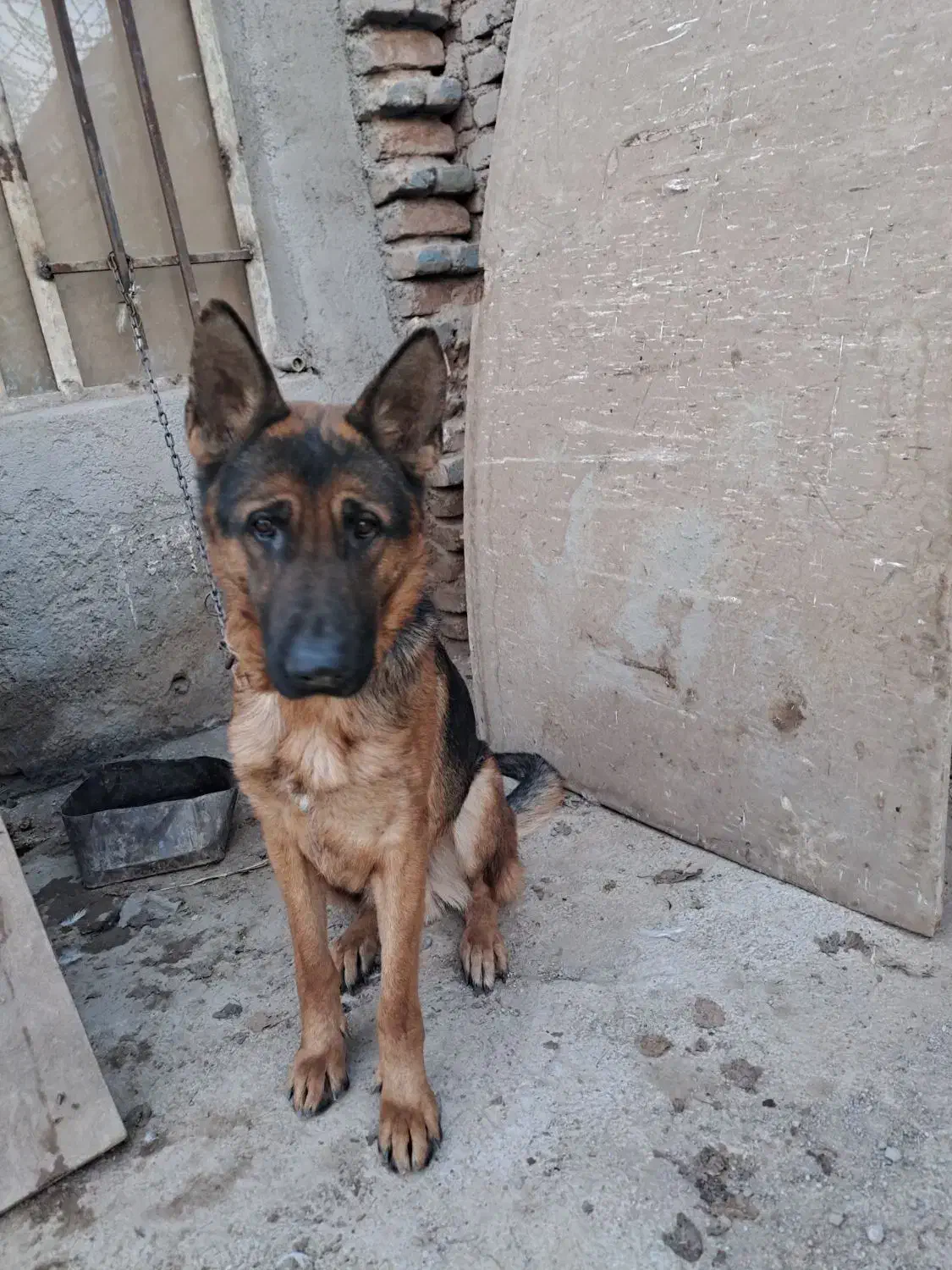 غلاده ژرمن نر|سگ|پاکدشت, پاکدشت (مامازند)|دیوار