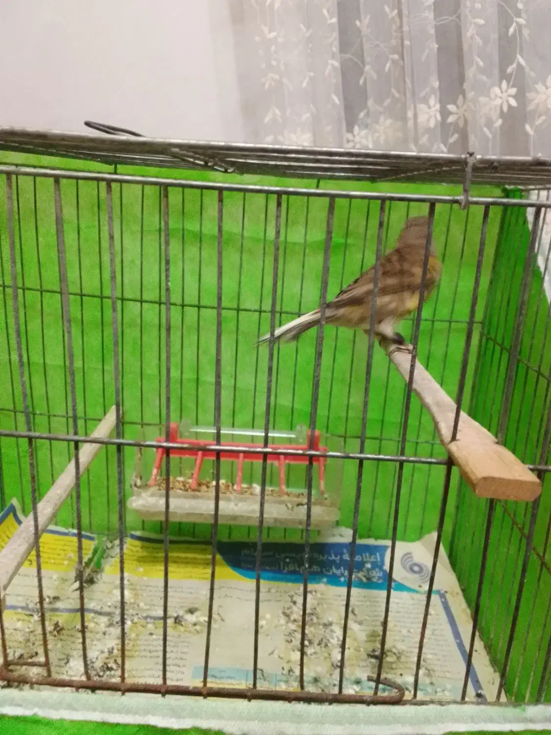 قناری نرجوجه ریز خان|پرنده|صومعه‌سرا, |دیوار