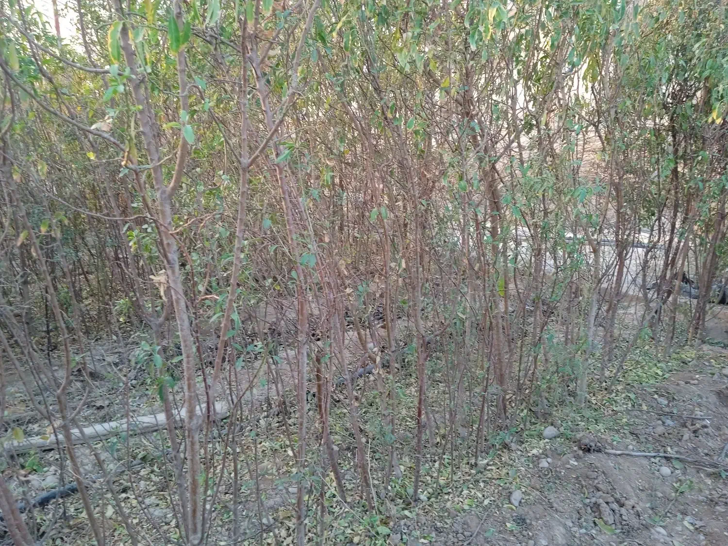 بادام دیم دوساله|خدمات باغبانی و درختکاری|پاکدشت, پاکدشت (مامازند)|دیوار