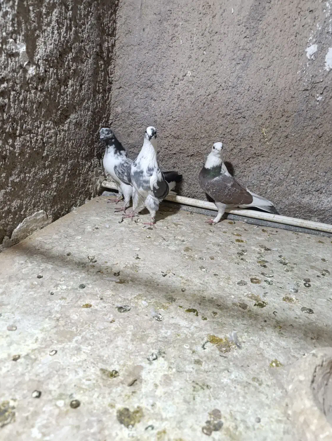 سه عدد کفتر ماده|پرنده|خاوران, |دیوار