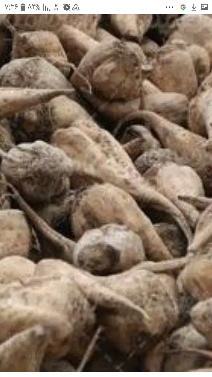 چغندر سالم|لوازم جانبی حیوانات|شوط, |دیوار